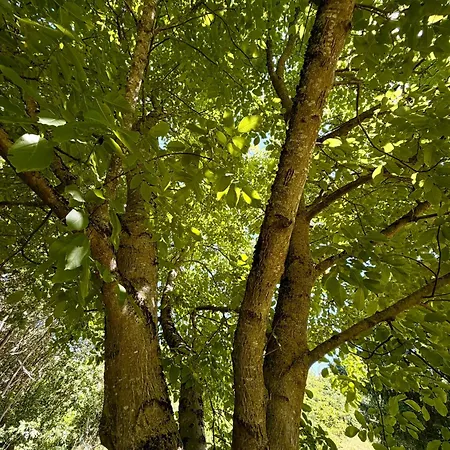 Hochwertige Design Im Gruenen - Teos Im Wiedergut Sternberg